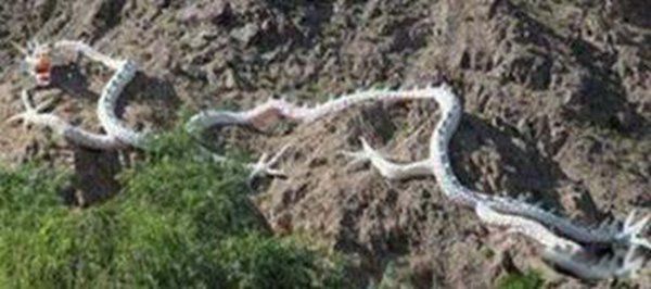 三峡发现一条受伤真龙的照片 修建三峡居然惊动了真龙
