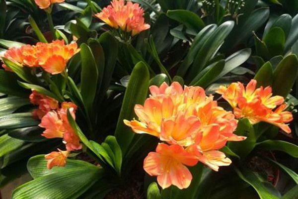 ������һ��õ���լ�� ����/������/�޺���(ũ����ײ�һ)
