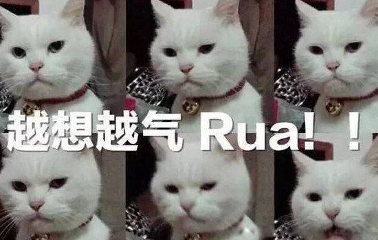 rua是什么意思网络热词 不同地域的含义不同(网络上是揉捏)