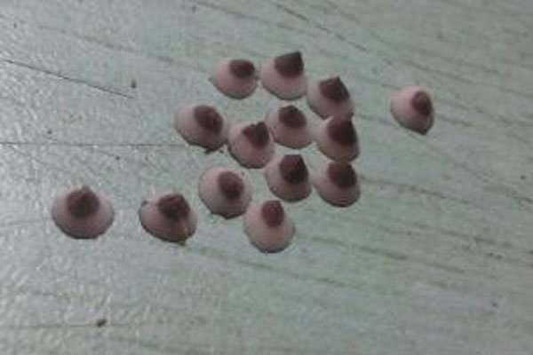 网上流传的蓬蓬乳和空空指图片 什么是蓬蓬乳和空空指