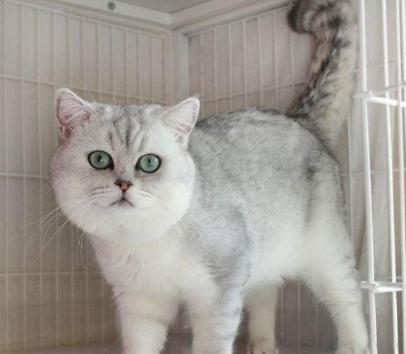 银渐层猫多少钱一只 看品相好坏:1千到1万5之间