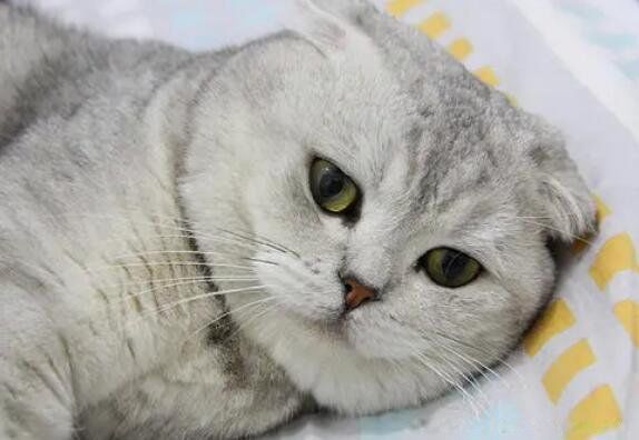 银渐层猫多少钱一只 看品相好坏:1千到1万5之间