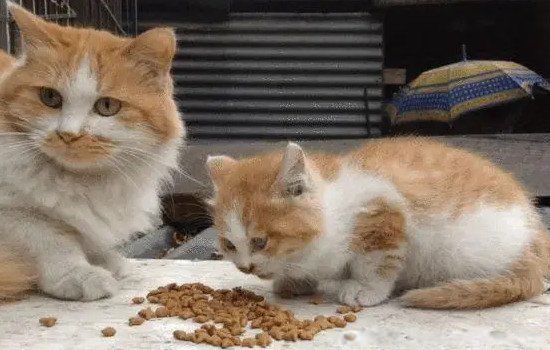 银渐层猫多少钱一只 看品相好坏:1千到1万5之间