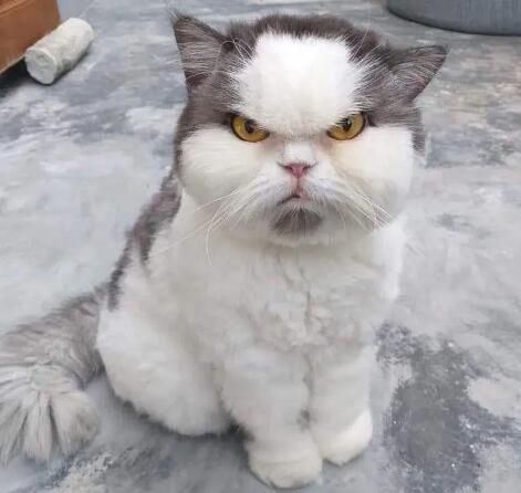 银渐层猫多少钱一只 看品相好坏:1千到1万5之间