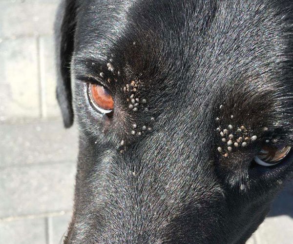 蜱虫狗恶心图片 密集恐惧症者不要看:身上有蜱虫狗是啥样的