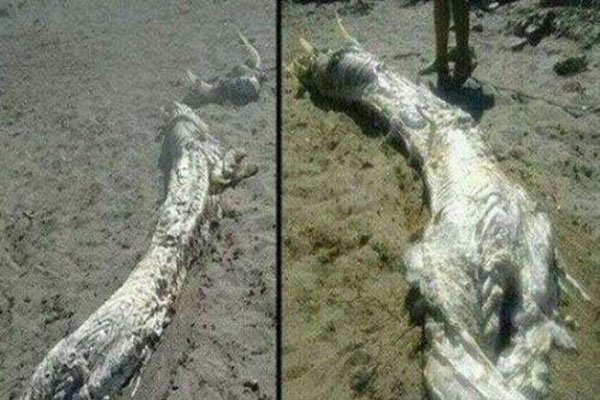 中国不敢公开发现龙 现实中龙是灭绝了还是根本不存在