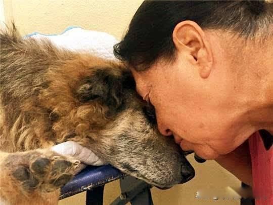狗狗安乐死大约多少钱 中国私下宠物安乐死多少钱一针