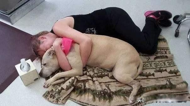 狗狗安乐死大约多少钱 中国私下宠物安乐死多少钱一针