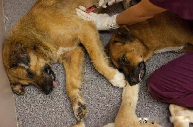 狗狗安乐死大约多少钱 中国私下宠物安乐死多少钱一针