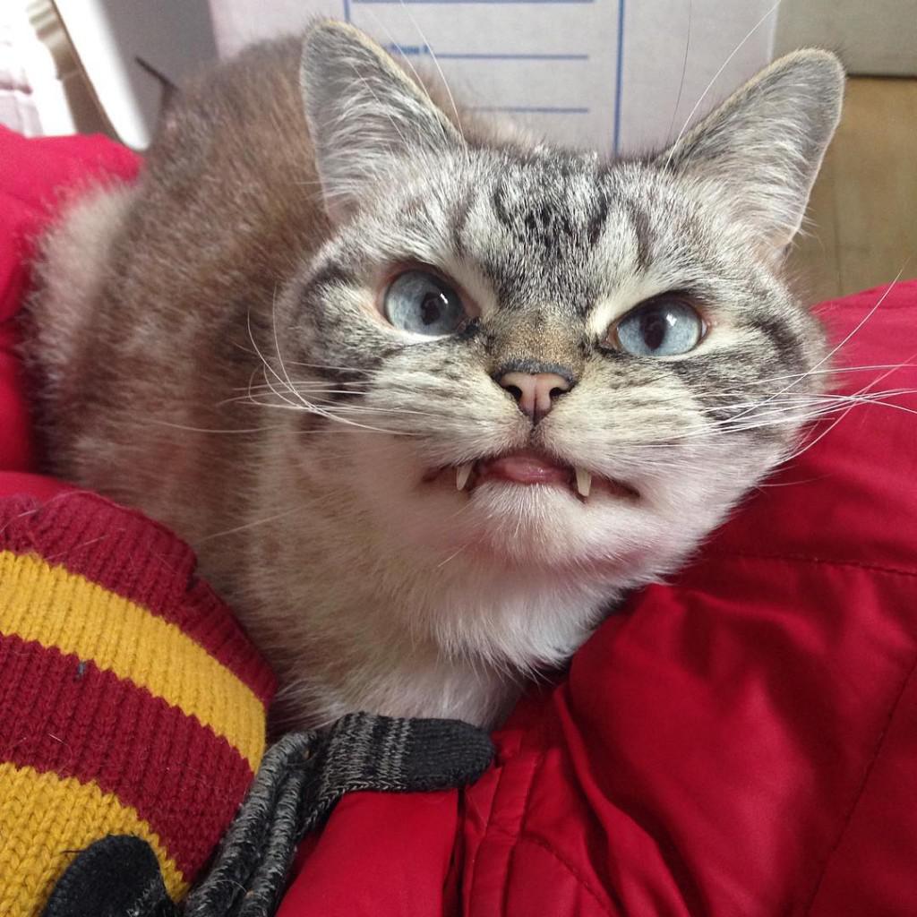 家里养猫是招鬼还是辟邪的 猫咪看见不干净的东西会怎样