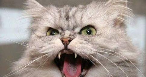 家里养猫是招鬼还是辟邪的 猫咪看见不干净的东西会怎样