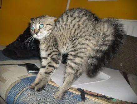 家里养猫是招鬼还是辟邪的 猫咪看见不干净的东西会怎样