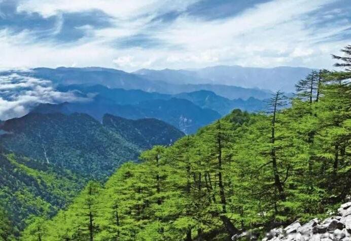 乐山黑竹沟未解之谜真相 吞掉进入的人:黑竹沟之谜已经解开