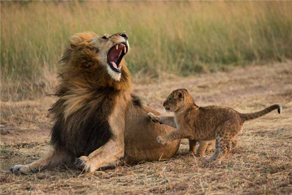 ���繫�ϵ�ʮ����ʨ�� ��ǿʮ��ʨ��������(Ī����һ����)