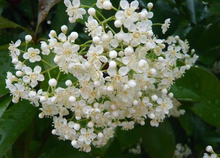 石楠花是什么意思啊网络用语 一种污花:石楠花茶是什么梗