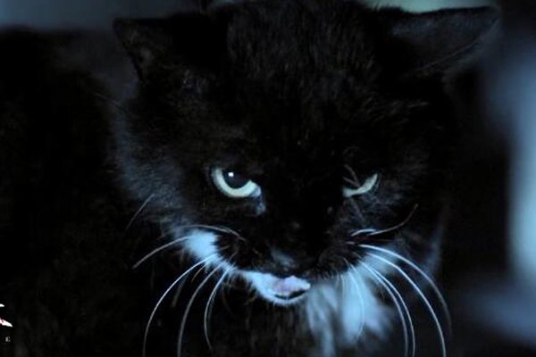 猫脸老太太真的存在吗 鬼故事事件:猫脸老太太恐怖图片