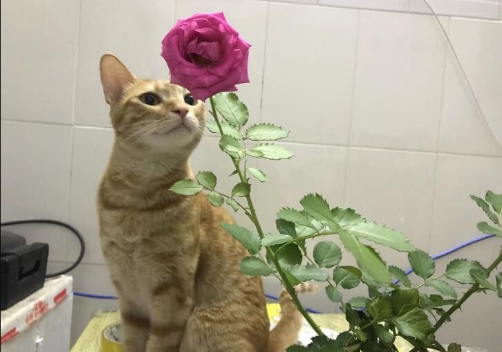 梁木是什么意思v圈 出自《圣经》梁木与刺的比喻讲章