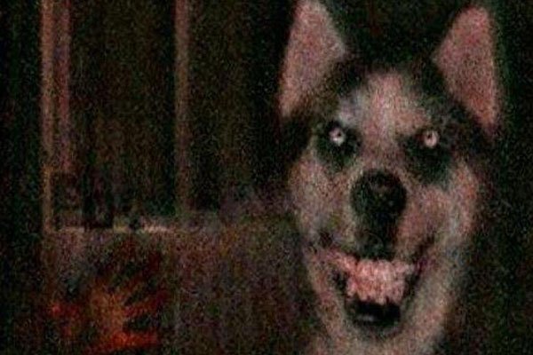 微笑狗原图恐怖照片怎么回事 恐怖故事:诡异微笑的哈士奇smile dog