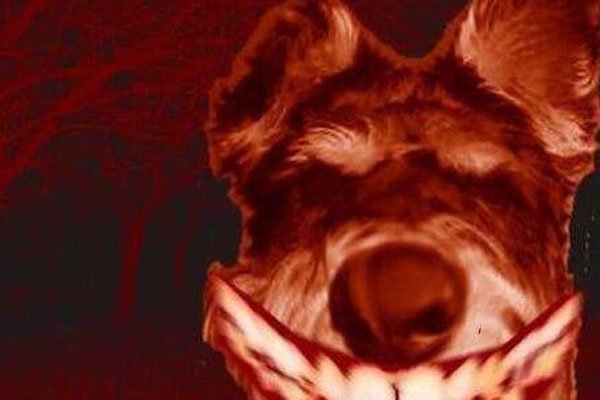 微笑狗原图恐怖照片怎么回事 恐怖故事:诡异微笑的哈士奇smile dog