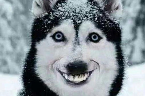 微笑狗原图恐怖照片怎么回事 恐怖故事:诡异微笑的哈士奇smile dog