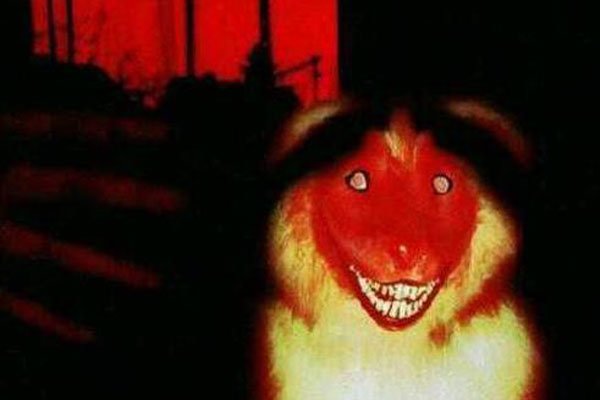 ΢Ц��ԭͼ�ֲ���Ƭ��ô���� �ֲ����£�����΢Ц�Ĺ�ʿ��smile dog