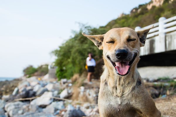 ΢Ц��ԭͼ�ֲ���Ƭ��ô���� �ֲ����£�����΢Ц�Ĺ�ʿ��smile dog