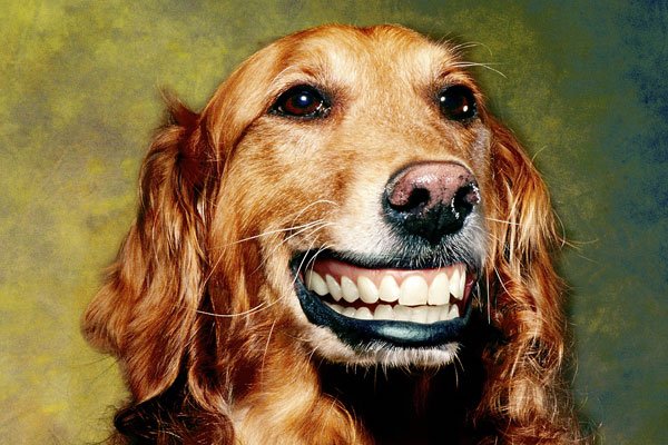 ΢Ц��ԭͼ�ֲ���Ƭ��ô���� �ֲ����£�����΢Ц�Ĺ�ʿ��smile dog