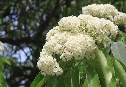 石楠花为什么叫精树流氓花 最污花石楠花又腥又臭为何学校还大面积种