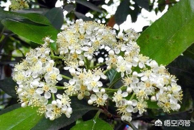 石楠花为什么叫精树流氓花 最污花石楠花又腥又臭为何学校还大面积种