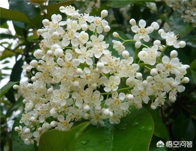 石楠花为什么叫精树流氓花 最污花石楠花又腥又臭为何学校还大面积种