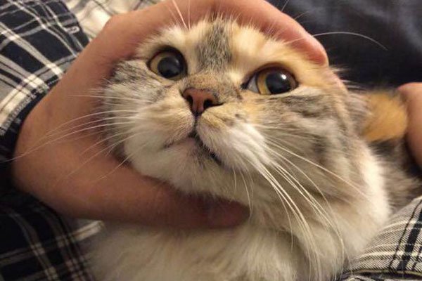 男人养猫是因为生理需求吗 喜欢猫的男人很危险不要交往