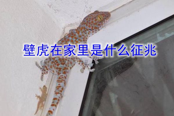 壁虎进家里是什么预兆征兆,该怎么处理 守宫是大吉之兆事业被守住