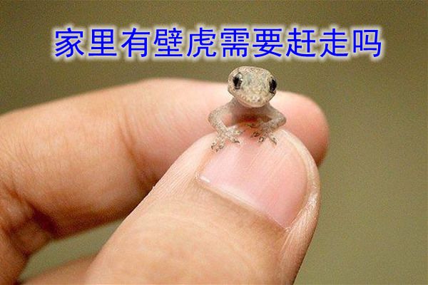 壁虎进家里是什么预兆征兆,该怎么处理 守宫是大吉之兆事业被守住