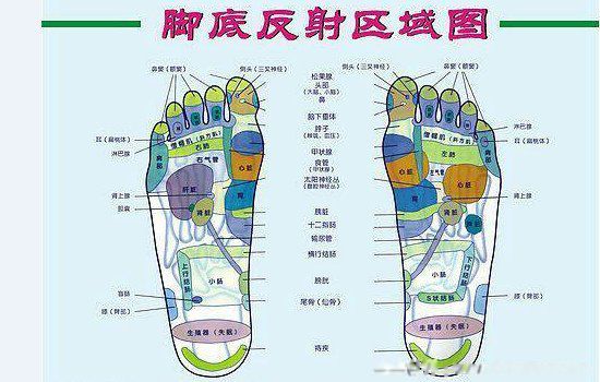 脚的部位名称图和图片 结构图:脚的穴位对应身体哪个部位