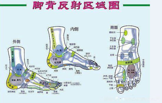 脚的部位名称图和图片 结构图:脚的穴位对应身体哪个部位