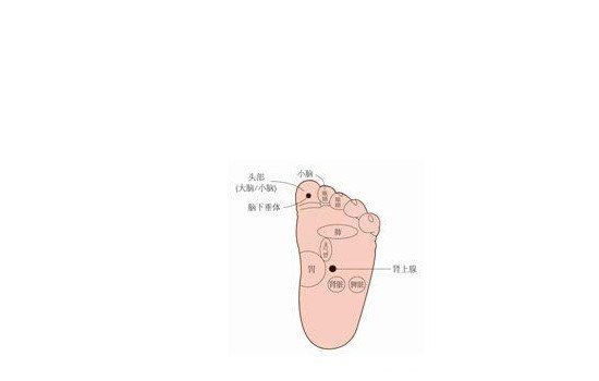 脚的部位名称图和图片 结构图:脚的穴位对应身体哪个部位