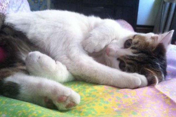 养猫的男生是个什么样的人 男人养猫是为了解决性会跟猫做吗