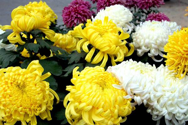 ���޵�Ů�˿����Ϸ��� ��������ֽ�Ĺ�غͼɻ�