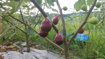 真降龙木值多少钱一斤 价值很高:降龙木是什么树