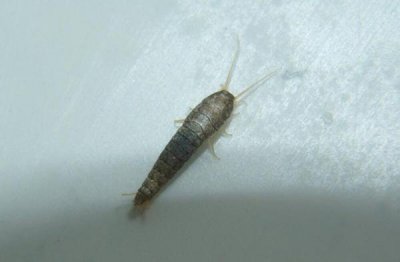 衣鱼虫对人体的危害 不容忽视:衣鱼虫是怎么出现在家里的