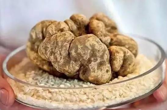 阿尔巴白松露是什么食材 最昂贵的食材之一:白松露为什么这么贵