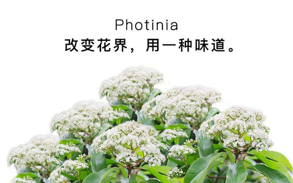 石楠花的香味像什么味道 为什么污?石楠花为什么叫精树