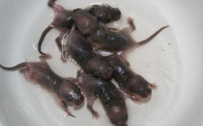 三吱儿是哪里的菜 蜜唧是广东菜:吃的是老鼠幼崽