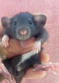 ��֦�������һ��೤ �ܻ�ꣿһ������������