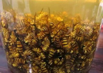 马蜂酒的禁忌与副作用 禁忌用病蜂和死蜂泡酒