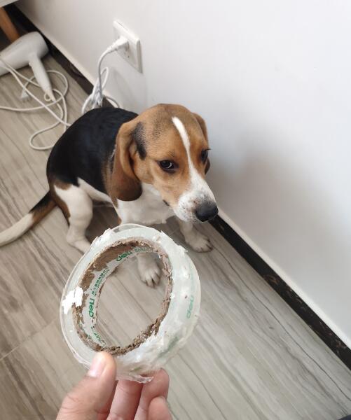 比格犬为什么不建议养 比格犬中梅西哟西和忍人分别指什么梗