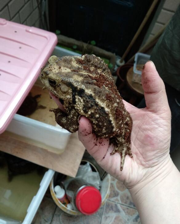 蟾蜍进家什么预兆 风水上癞蛤蟆进家里是好是坏