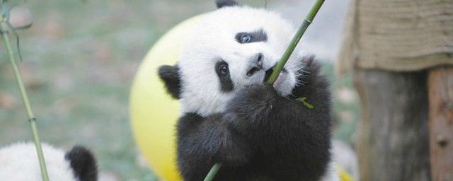 ����è���˳����ӻ���ʲôʳ�� ʳ�⶯�����è������?Ϊʲô
