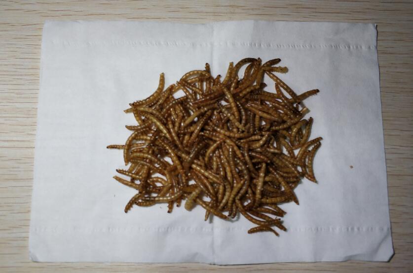 面包虫是什么动物 食肉性昆虫:面包虫会咬人吗