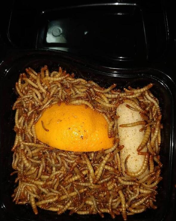面包虫是什么动物 食肉性昆虫:面包虫会咬人吗